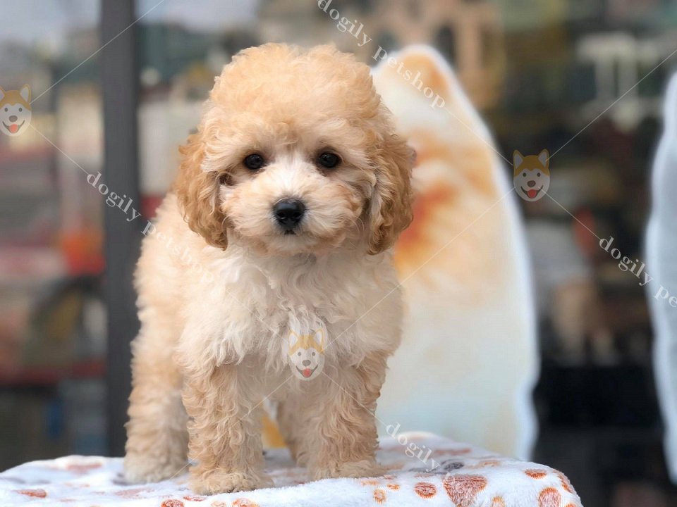 Bán chó Poodle con thuần chủng - màu vàng mơ - Dogily Petshop Hà Nội, Tp.HCM