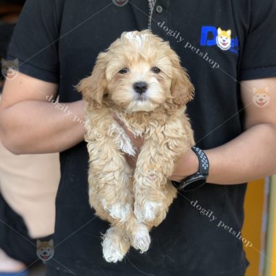 Mua bán chó Poodle vàng mơ con thuần chủng tại Dogily Petshop Hà Nội, Tp.HCM