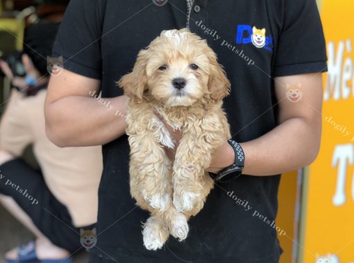 Mua bán chó Poodle vàng mơ con thuần chủng tại Dogily Petshop Hà Nội, Tp.HCM