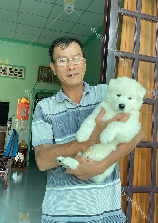 mua bán chó cảnh giá tốt tại Dogily Petshop Hà Nội, TP.HCM