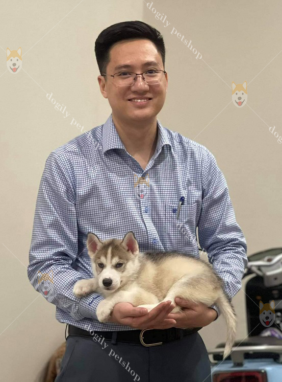 Giao chó Husky cho khách hàng tại Thái Nguyên