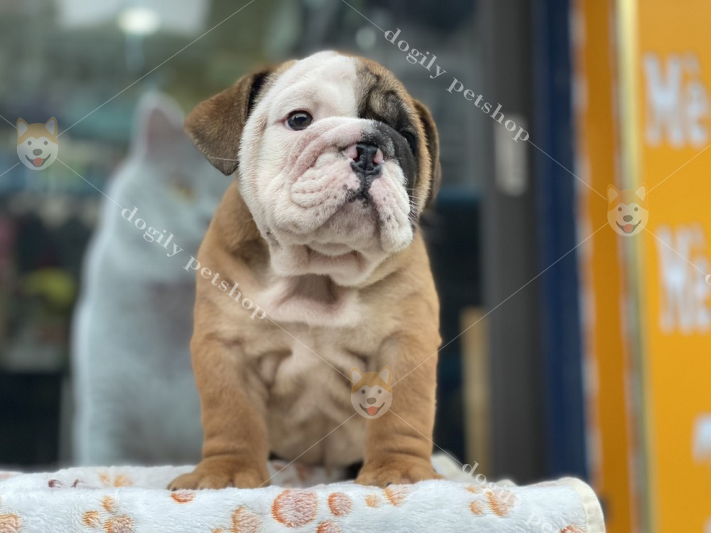 Bán chó Bulldog con thuần chủng màu nâu trắng - Dogily Petshop