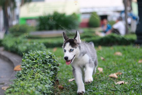 Chú chó Husky con 2 tháng tuổi với bộ lông màu đen trắng tuyệt đẹp nhà Dogily.