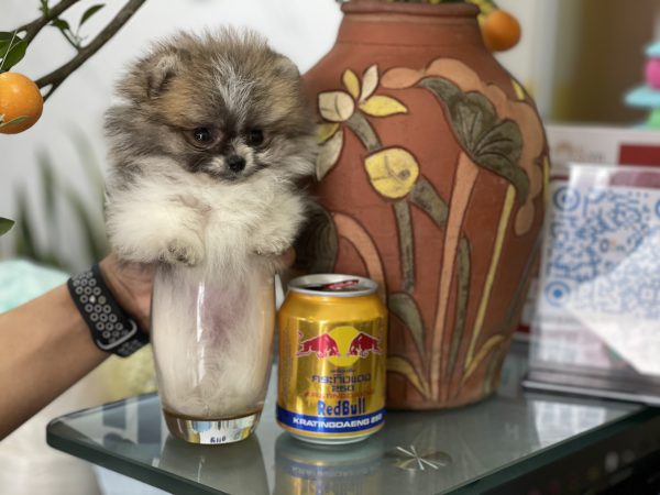 Chó Phốc sóc Teacup mini màu party 2 tháng tuổi nặng chưa đến 0,3 kg cực hiếm của nhà Dogily.