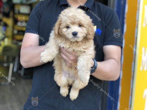 Mua bán chó Poodle con thuần chủng màu vàng mơ tại Dogily Petshop