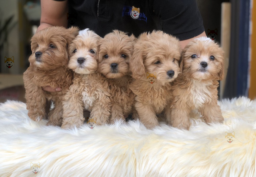 Mua bán đàn chó Poodle con thuần chủng tại Dogily Petshop Hà Nội, Tp.HCM