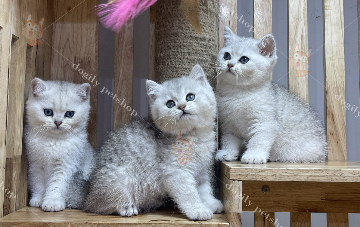 mèo ALN màu Silver con thuần chủng tại Dogily petshop Hà Nội, Tp.HCM