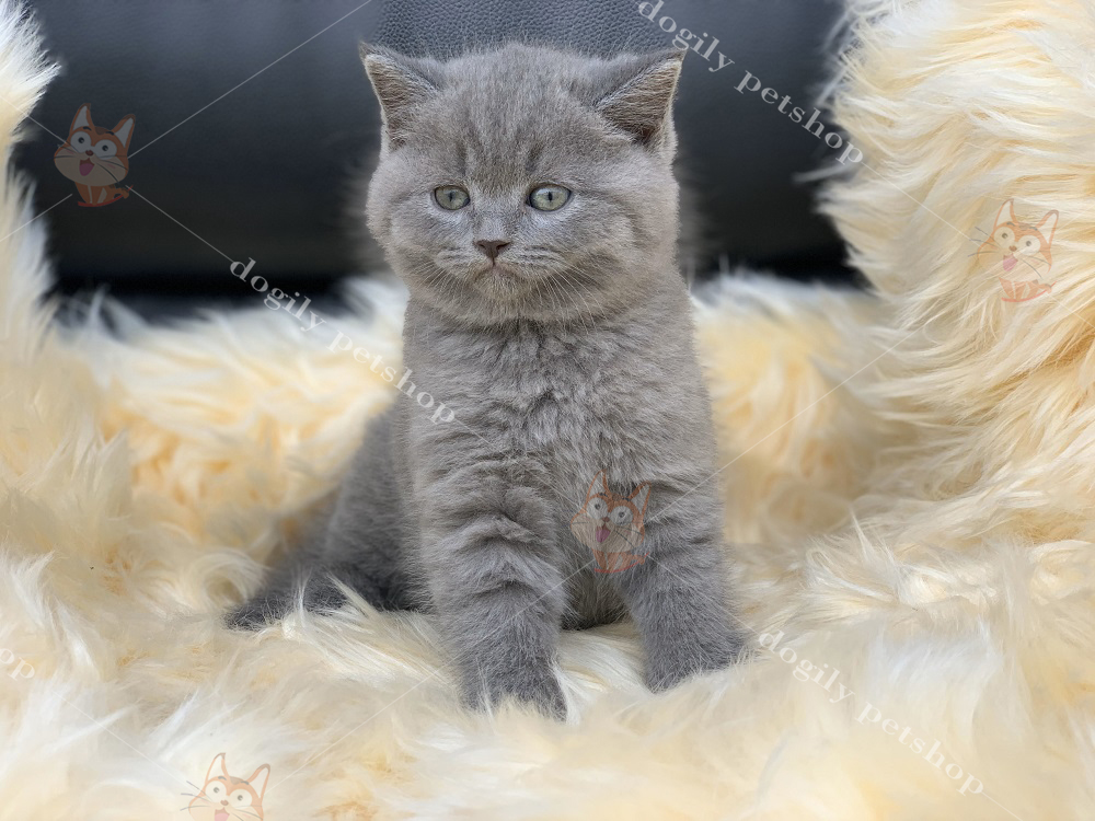 Bán mèo ALN con thuần chủng màu xám xanh