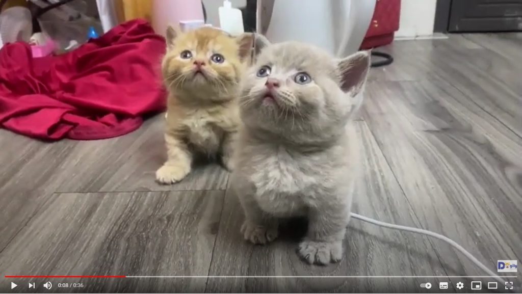 Cặp đôi mèo Munchkin màu Fawn & Golden 2 tháng tuổi nhà Dogily.