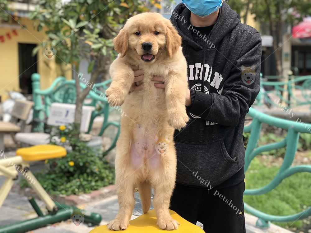Chó Golden Retriver con thuần chủng màu vàng hơn 2 tháng tuổi có tại Dogily Petshop