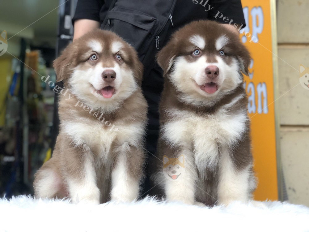 Hình ảnh hai chú chó Alaska màu nâu đỏ cực đẹp tại Dogily Petshop Ngòi Tam, Hà Nội