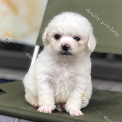 Mua bán chó Poodle con đực trắng thuần chủng tại Dogily Petshop