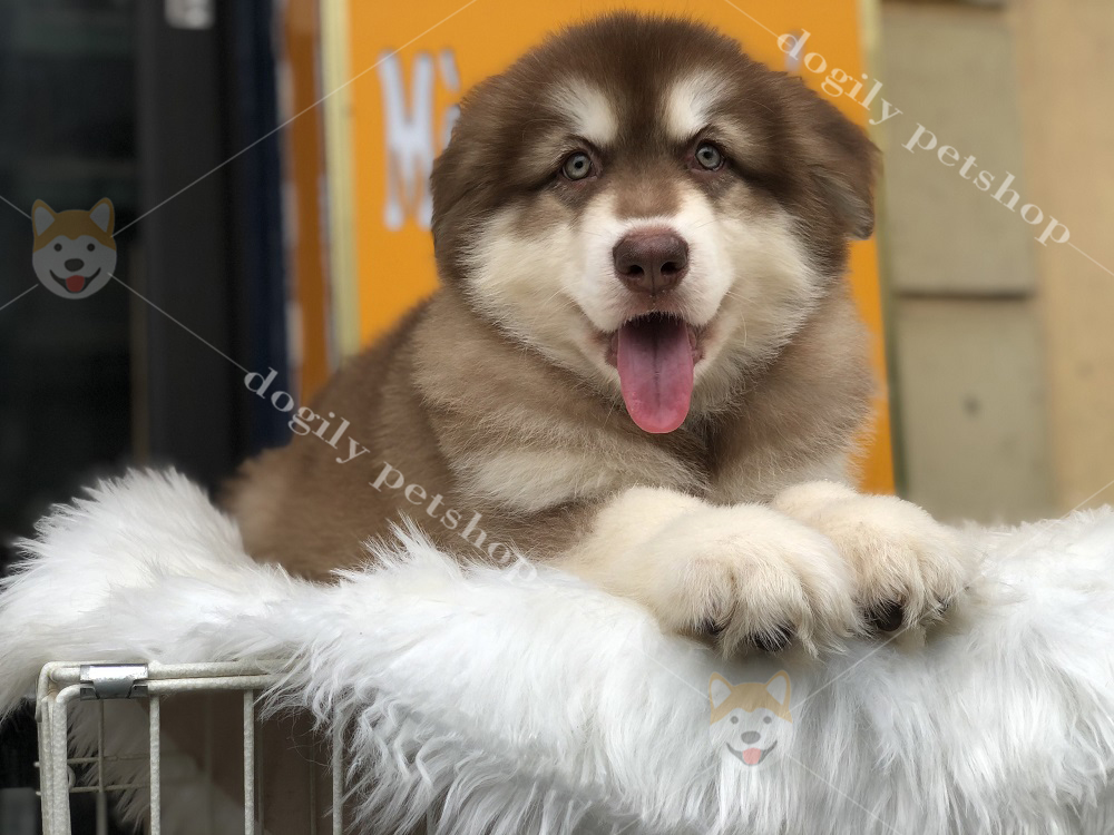 Chú cún Alaskan Malamute con màu nâu đỏ xinh xắn