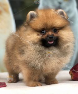 Chó Phốc Sóc Pomeranian màu vàng đậm
