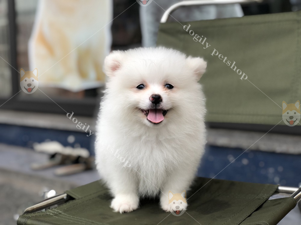 Chó Phốc sóc trắng con thuần chủng, giá tốt nhất tại Dogily petshop