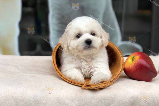 Chó Poodle tiny màu kem trắng 2 tháng tuổi
