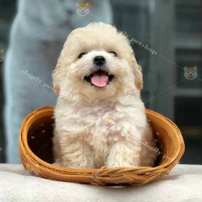 Chó Poodle Tiny màu kem 2 tháng tuổi