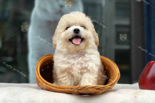 Chó Poodle Tiny màu kem 2 tháng tuổi