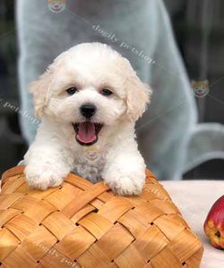 Chó Tiny Poodle màu kem trắng 2 tháng tuổi