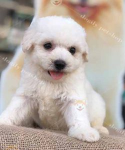 Chó tiny poodle trắng 2 tháng