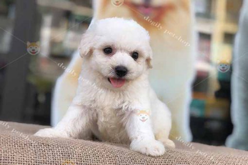 Chó tiny poodle trắng 2 tháng