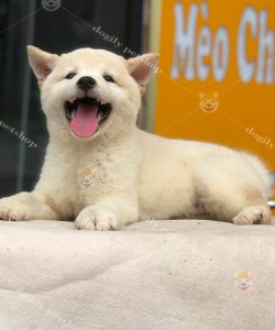 Chó Shiba inu màu trắng 2 tháng tuổi