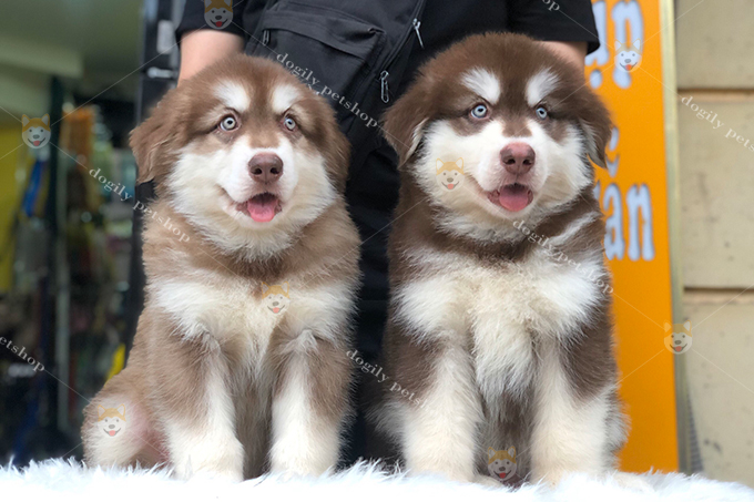 Đôi chó Alaska màu nâu đỏ 2 tháng tuổi