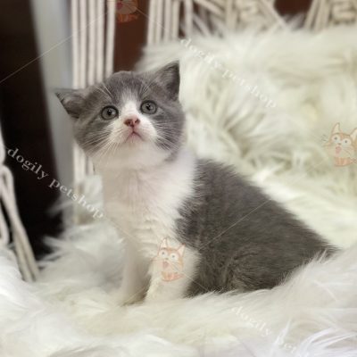 Mèo ALN màu Bicolor thuần chủng - Dogily Petshop