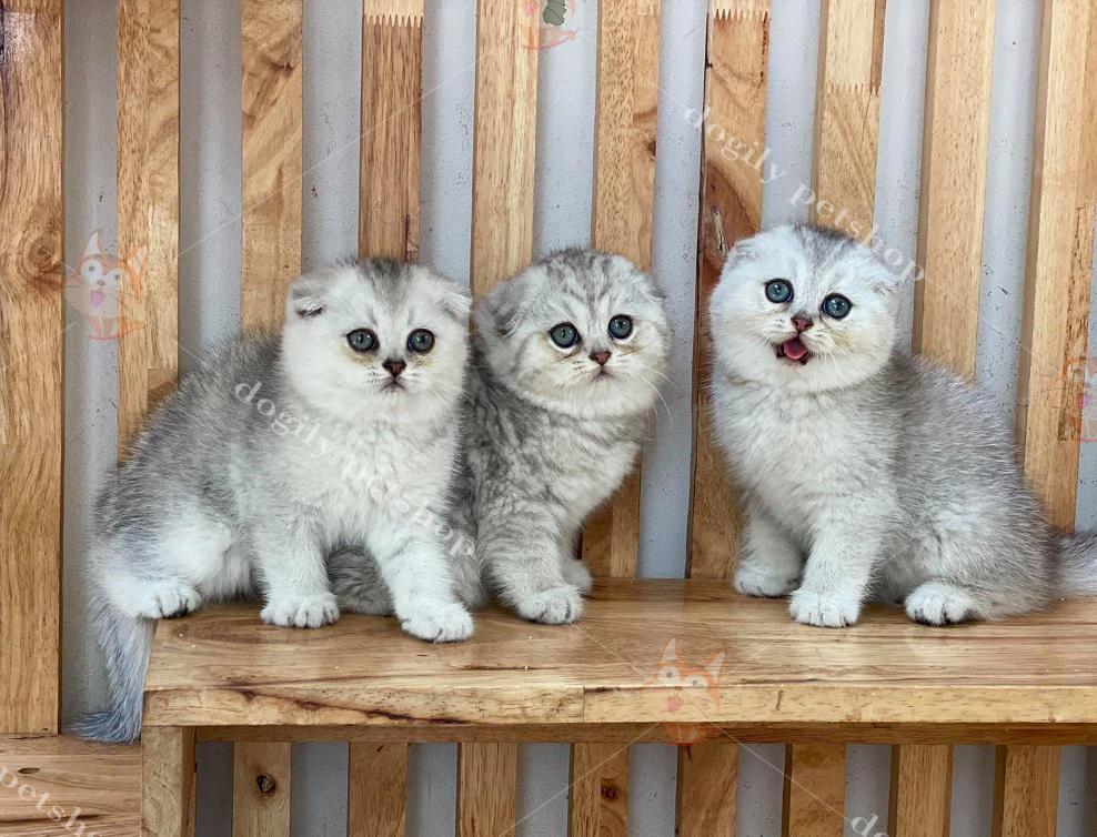 Đàn ba bé mèo tai cụp màu Silver shaded siêu xinh