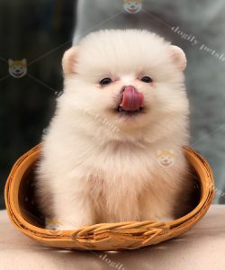 Chó Phốc sóc màu trắng 2 tháng tuổi cute