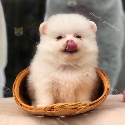 Chó Phốc sóc màu trắng 2 tháng tuổi cute