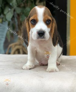 Chó Beagle con 2 tháng tuổi thuần chủng