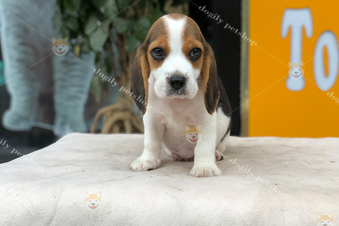 Chó Beagle con 2 tháng tuổi thuần chủng