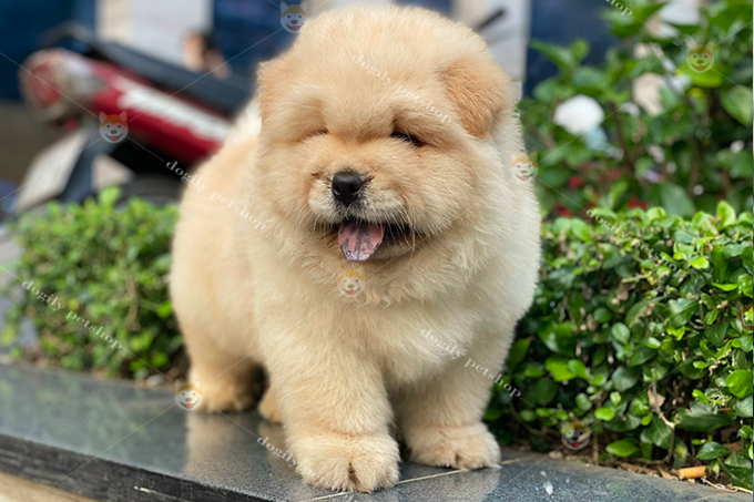 Chó Chow chow con 2 tháng tuổi màu vàng kem