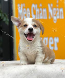 Chó Corgi con vàng trắng 2 tháng tuổi