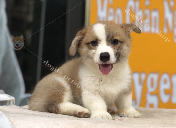 Chó Corgi con thuần chủng, giới tính đực, hơn 2 tháng tuổi, màu vàng trắng