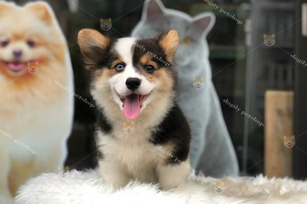 Chó corgi tricolor hai màu mắt 2 tháng tuổi