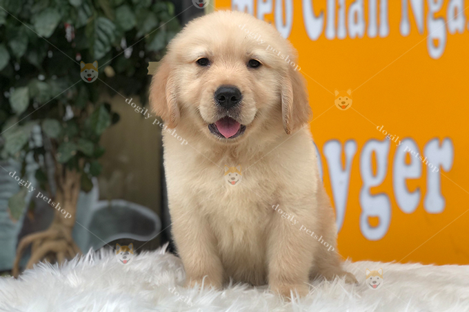 Chó Golden Retriever màu vàng 2 tháng tuổi