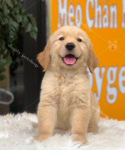 Chó Golden retriever con màu vàng 2 tháng tuổi