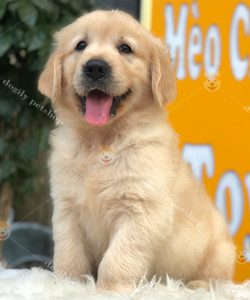 Chó Golden Retriever màu vàng 2 tháng tuổi