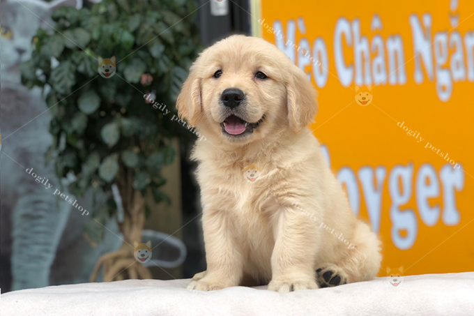 Chó Golden màu vàng con 2 tháng tuổi