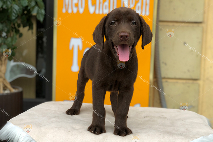 Chó Labrador Retriever màu nâu chocolate 2 tháng tuổi