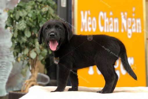 Chó Labrador retriever màu đen 2 tháng tuổi