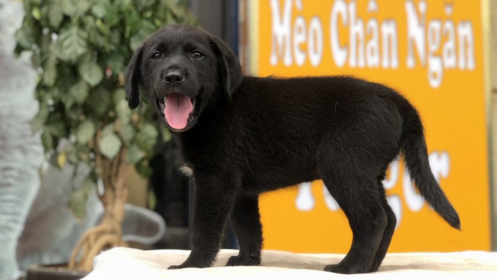 Chó Labrador đen