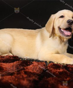 Chó Labrador màu vàng 4 tháng tuổi