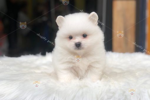 Chó Phốc sóc màu trắng 2 tháng tuổi