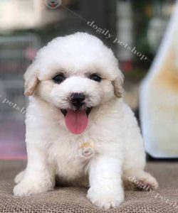 Chó Poodle tiny màu trắng 2 tháng tuổi