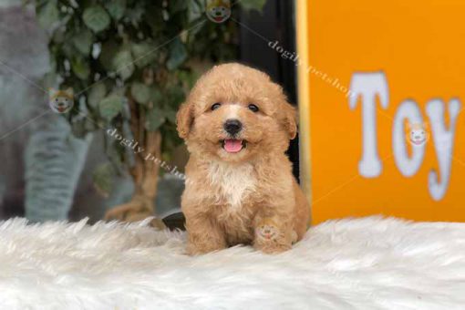 Chó Poodle tiny màu vàng mơ