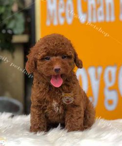 Chó Poodle màu nâu đỏ 2 tháng tuổi