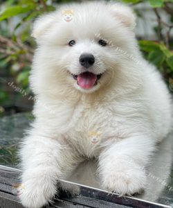 Chó Samoyed con màu trắng 2 tháng tuổi